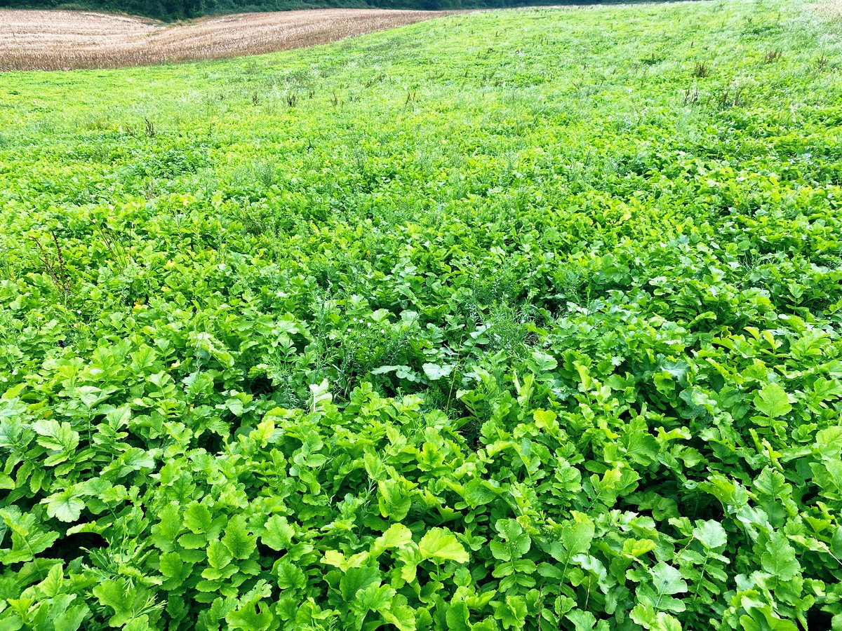 BonaHoun640's tweet image. #CouvertVégétal  🌱🌿☘️ estival non semé : radis chinois + lin (pertes à la coupe)
#keepgrowing #ACS