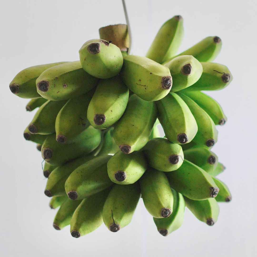 仲里カズヒロ Pa Twitter 2週間前に石垣島から届いた島バナナ モンキーバナナ 美しいグリーンからこの後徐々に黄色くなって 毎日ひとつづつもぎって美味しくいただきました 島バナナ を初めて食べたのは小学生の頃に沖縄で 皮はヤギにあげてました ヤギはバナナ