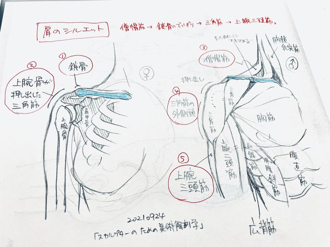 デッサン2回目 。肩の理解がまだ乏しい…
#ねこぐちデッサン日記 