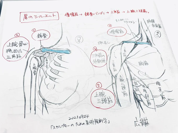 デッサン2回目 。肩の理解がまだ乏しい…
#ねこぐちデッサン日記 