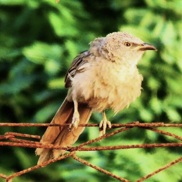 vrundavs's tweet photo. An Arabian babbler 🇴🇲 ~~ #sohar
Equally noisy as their Indian counterparts…always in huge groups…
An #oldpost #memories #birdsofoman
#ThrowbackMemories #indiaves https://t.co/R2WBDplfer