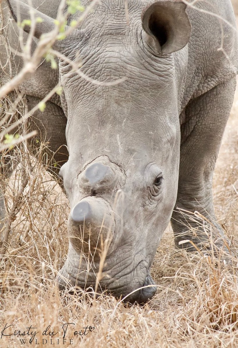 kirstydt's tweet photo. #RhinoFriday 🦏❤️
Happy Heritage day SA - let’s protect these beautiful creatures! 🇿🇦
#HeritageDay #SouthAfrica #SomewhereInSA https://t.co/1QDjvADWgJ