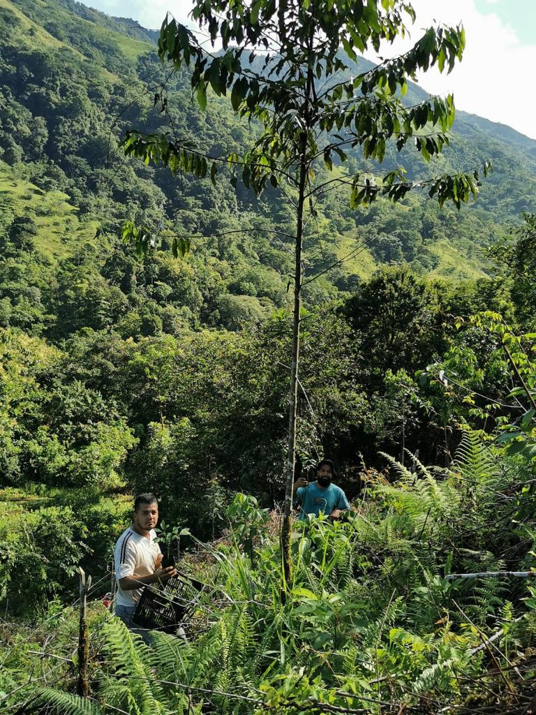 SmartbiteSnacks's tweet image. It's 𝗡𝗮𝘁𝗶𝗼𝗻𝗮𝗹 𝗙𝗼𝗿𝗲𝘀𝘁 𝗪𝗲𝗲𝗸!
With our 🌲 partner @treeeraco we are proud to plant #trees in Canada but also Africa and Costa Rica. Today we’d like to recognize our Costa Rican planting partner and their Shangri Lanas Reforestation Project. ⁣#NationalForestWeek