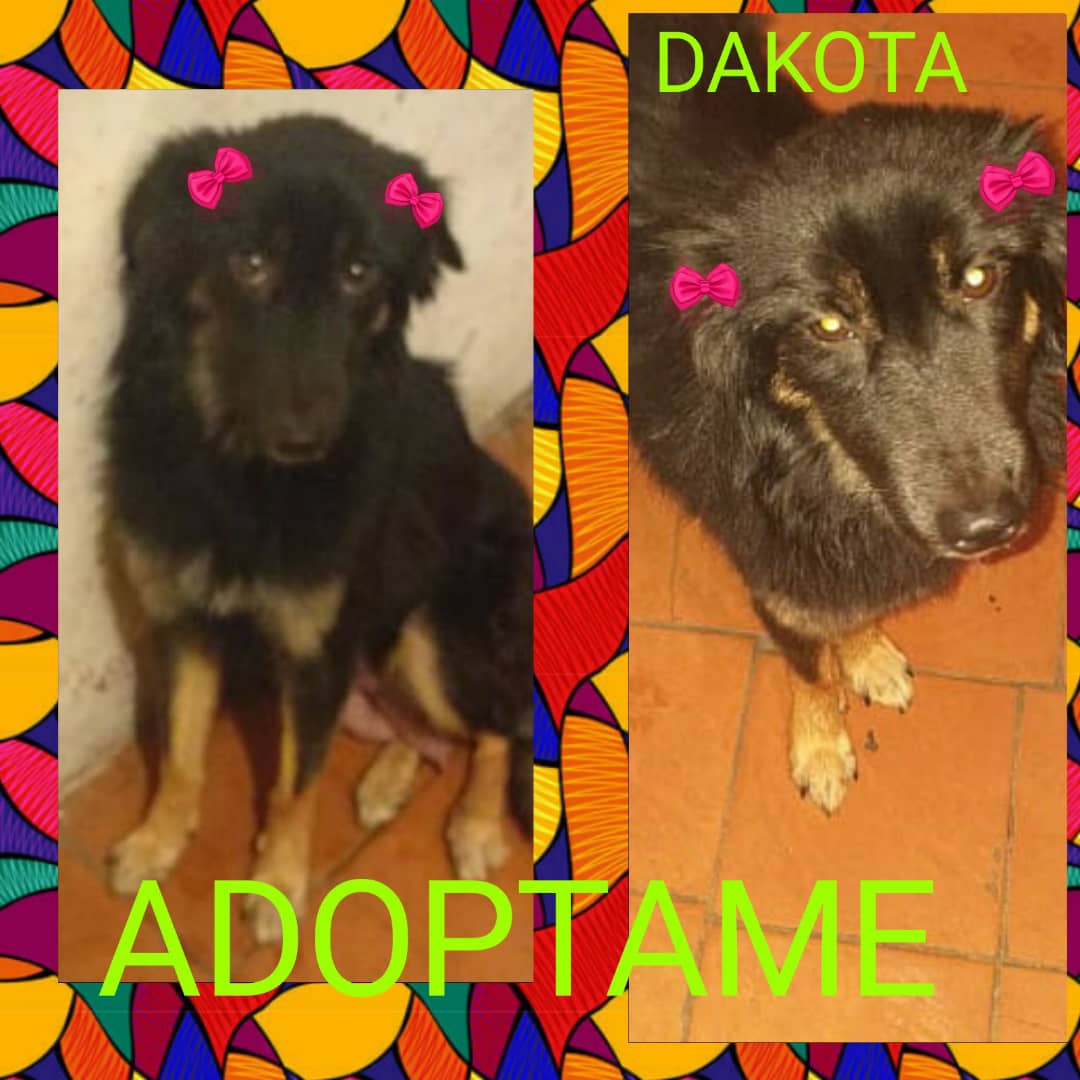 RamsesVazBlanco's tweet photo. Dakota, soy una hermosa Peludita de 1 añito,  mediana, muy muy cariñosa, obediente y muy inteligente, me llevo bien con niños y otras mascotas, dame la oportunidad de ser parte de tu familia. Contacto: Mónica 0412-8121260. Caso de terceros Ccs. Gracias🐶🙏 https://t.co/FHKgBRipf8