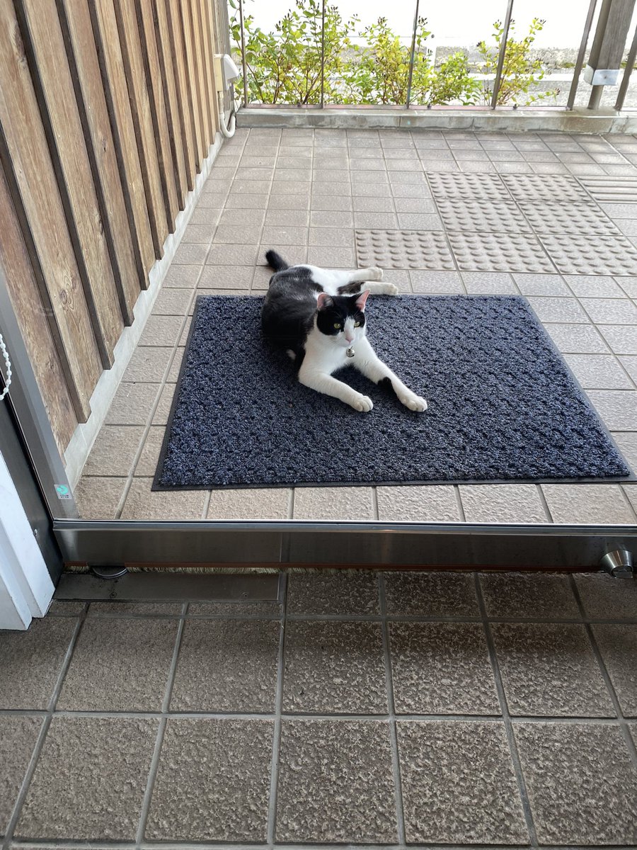 中 正彦 على تويتر 今日も歯医者に同行する忠猫チョプ公ですが僕の治療を待ちきれずニャーニャー鳴きながら中に入ってくる 外でジーッと健気に待つのが忠猫です Chop 約束の猫 リチャード ギア主演 今秋公開 チョップ ハチワレ 猫 ねこ ネコ ぬこ