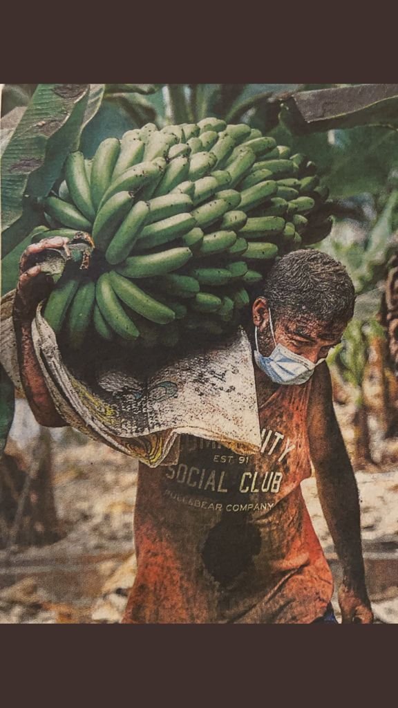 efadi_LP's tweet photo. [11:45h UTC+1] This is also what is going on on #LaPalma, rescue the Bananas under incredible circumstances in order to keep at least this minior income. The island is suffering hardly, everywhere! #erupcionlapalma 

(author of pic unknown) https://t.co/pvNBbJ4pQl