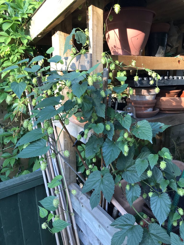 GannetGlass's tweet photo. @PunchlineGlos @rivercottage @StroudBrewery @HughFW Organic hops difficult to source? We have them in our garden. They come up every year, self-planted, disease-free in our Worcestershire garden. https://t.co/ypc7a64ul8