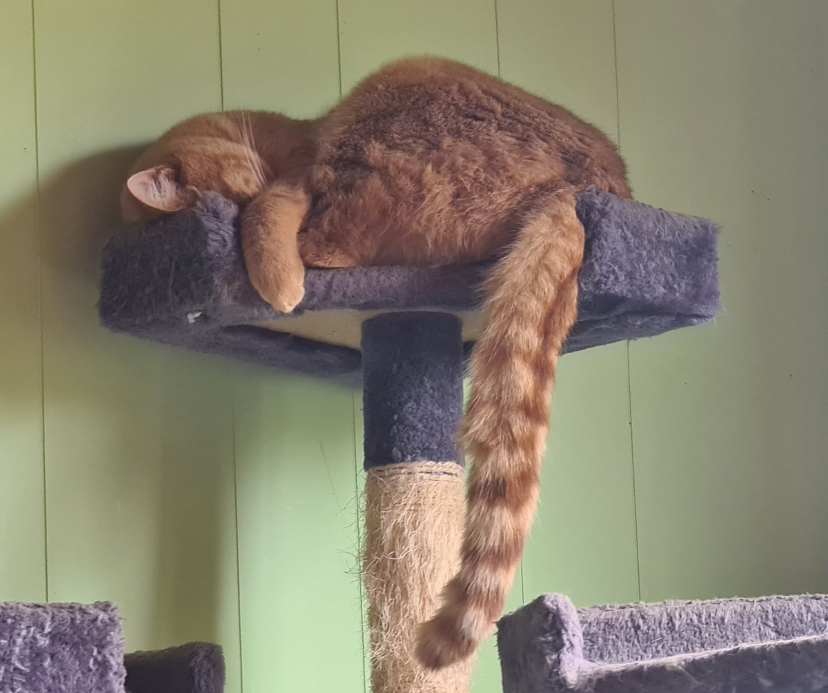 simonehaigh's tweet photo. #GMMReadyPetGo

George 🥰 https://t.co/QiXw9XQbXN