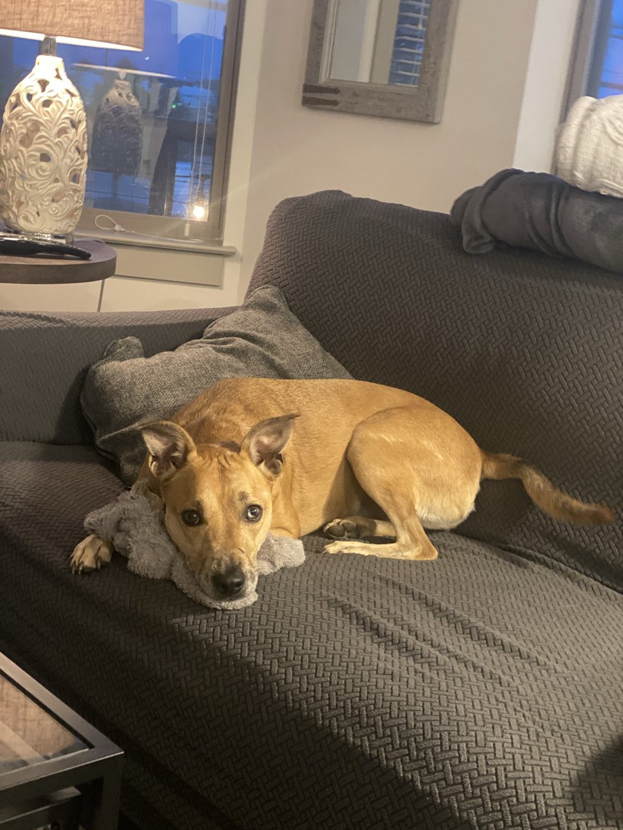 Ash_Christine03's tweet photo. @DietCoke Pepper, the snuggliest pup there ever was. https://t.co/odInaEdTNd