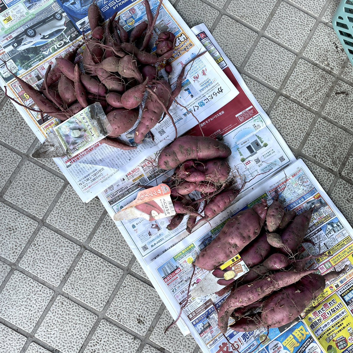 cyoromama's tweet photo. サツマイモを収穫しました

今年は とても暑かったので さぞたくさんのサツマイモが実ってると期待していたけれど
欲張り婆さんには 天罰が下ります⤵️
去年よりも不作でした

あとは ���だな❗️
2週間ほど じっと耐えて それからいただきます😊 https://t.co/llJzmPn0qH