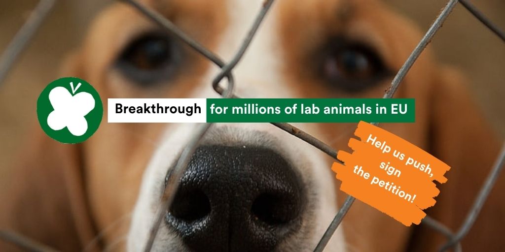 Party4Animals's tweet photo. 🍀 Good news for the 22 million animals used for #AnimalTesting in EU every single year!
Read all about @PvdDEuropa's win & why #animaltestingdoesntwork 👉https://t.co/RereU1ZGNx
👉sign the EU Citizen Initiative: https://t.co/29ZmedKjFu
#teamplanet #animalpolitics https://t.co/IvQ5UEqF6w