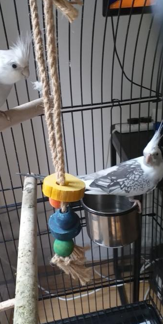 grumpybecca1's tweet photo. my birdies gave one egg so far! winston (m) and willow (f) are their names! one on the right is willow and the left one is winston

#wildlife #birdsofinstagram #bird #birdphotography #macro #birdwatching #animalphotography #insect #birdlovers #birding #wings #conservation https://t.co/uLTYS7DVNx