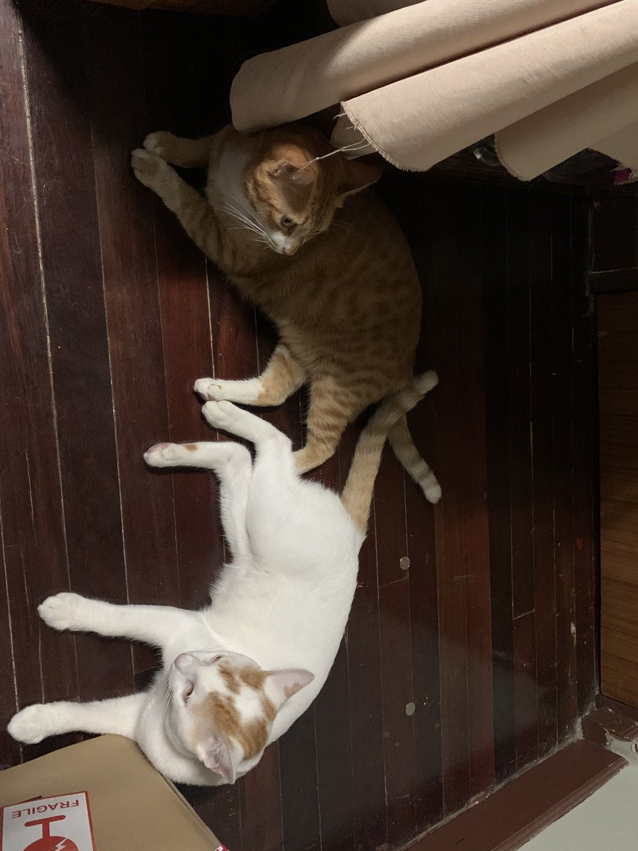 บรรดาแมวรักก้อง 🐱🐱