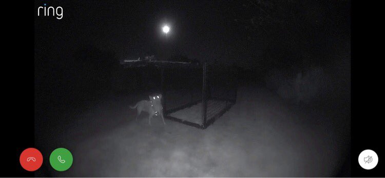 RecoveryDog's tweet photo. ❤️LEXIE IS HOME SAFE ❤️
Trapped last night and home happily ❤️
She has a sore paw…but look at this photo 😂…#HAPPYDOG 🤩
#safe #lostdogsofinstagram #trapped #happyowner https://t.co/A2xlR74A8Y