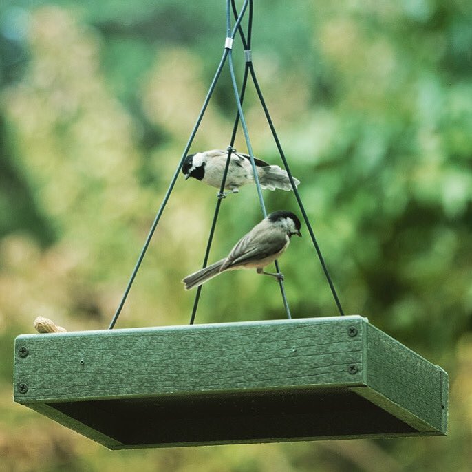 Wild Bird Centers of America (@wildbird7370) / Posts / X
