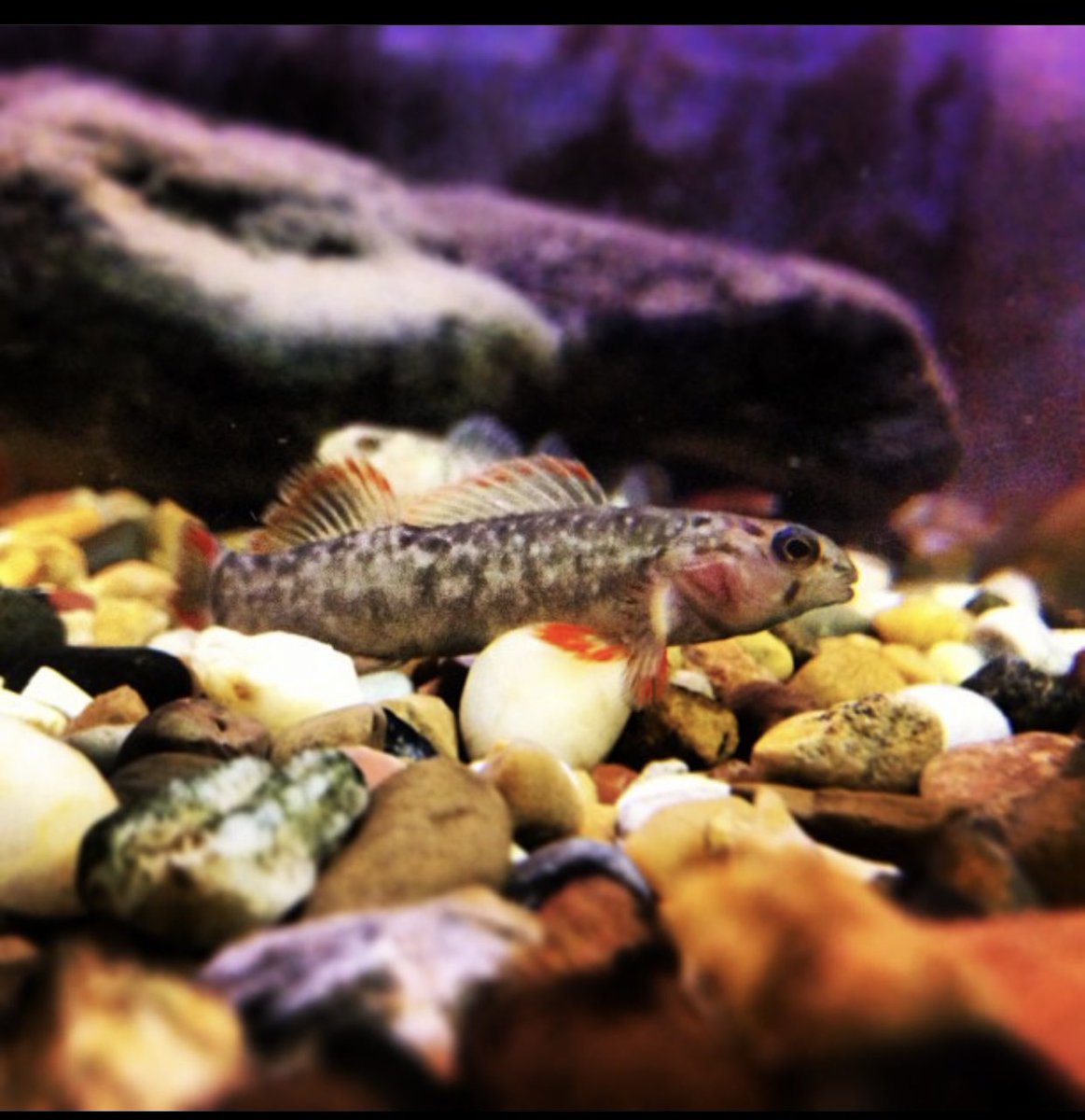 FisHecke's tweet photo. Fish Friday: The Yellowcheek Darter (Nothonotus moorei) is a species that is endemic to the Little Red River basin in AR. They are listed as endangered (USFWS) due to their small population size. This individual was observed in a propagated population at the UAPB fisheries lab. https://t.co/1hLuPEor4t