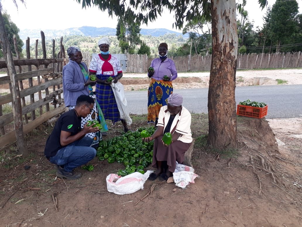 synnefa_KE's tweet photo. In our Friday #FarmSeries, we celebrate all the farmers who have given their all every day to make it possible to feeding the nation. 

You have to flaunt your hard work! We’re proud you as an agriprenuer. #Agri4Value https://t.co/ZWpkLcqPXn