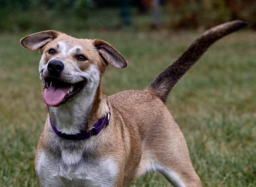 save2lives13's tweet photo. This is Bindi!

Learn about her at➡️➡️ https://t.co/OTMp1e5G12 https://t.co/NfZsscAZYr