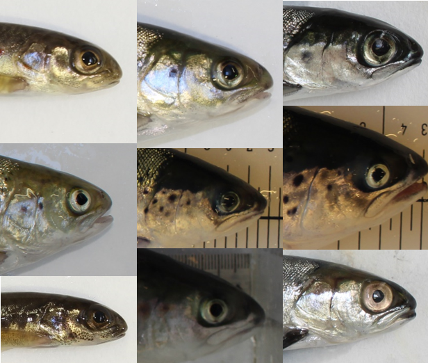 DrWillPerry's tweet photo. Very happy to announce our new OA paper in @EvolAppJournal on the effect of domestication on eye size in #AtlanticSalmon using 6 (SIX!) common garden experiments in Norway &amp; Ireland: https://t.co/q31PBYVrKG
Here is the story behind the study...[thread] @FishSci #aquaculture #fish https://t.co/FDK0m5c7AJ