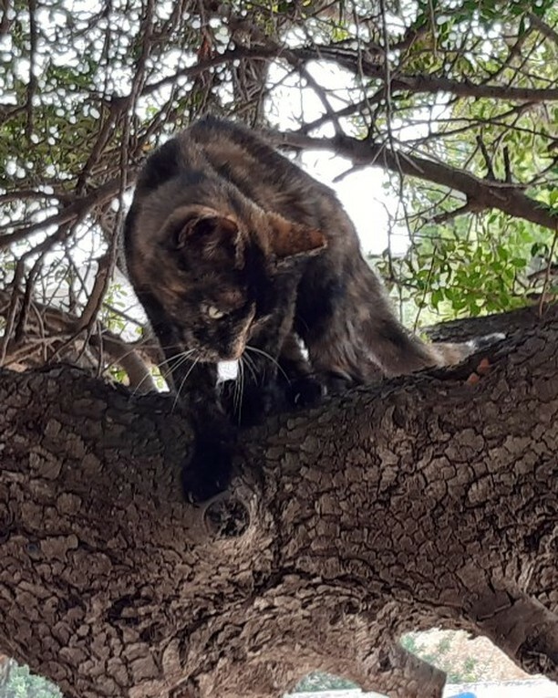 mirela_iepurela's tweet photo. Wild thing in a tree near Agia Marina Beach on Aegina Island.
.
#aegean #aegina #aegeanislands #aeginaisland #aeginagreece #northaegean #aegeanlife #aegeanisland #aegeanair #aegeanseagreece #saronicgulf #saronicislands #greekcat #catsofig #catsofgreec… https://t.co/MdNew7Y87x https://t.co/plh9wYWq5f