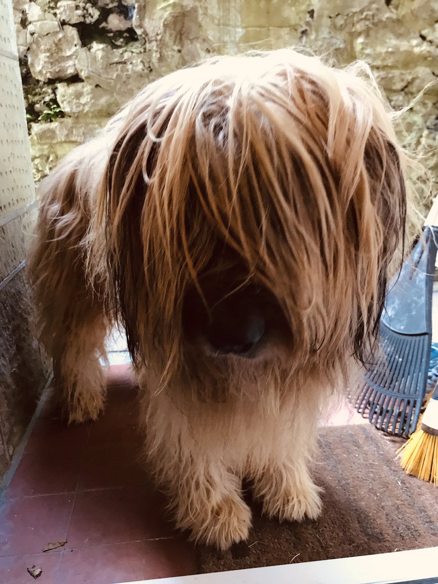 HannahMGeorge's tweet photo. I showed this video to Zappa this morning and he was utterly confused. #DetectiveDogs https://t.co/OOSsU5NDnZ