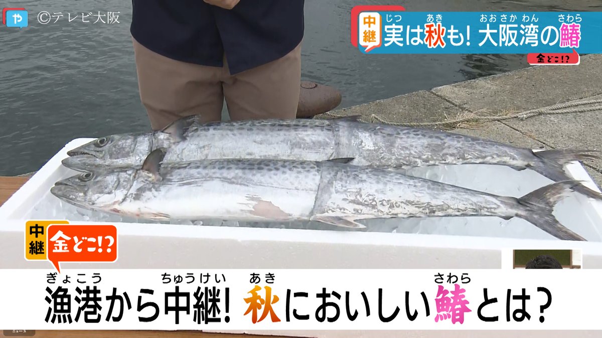 やさしいニュース テレビ大阪 V Twitter やさしいニュース テレビ大阪 Tvosaka News 秋は鰆が旬 漁師おすすめの食べ方を紹介 ｔｖｏ テレビ大阪 T Co Uxqu7r7nmo 動画はこちら 大阪泉南市 岡田浦漁港 鰆 旬の魚 大阪湾 やさしいニュース