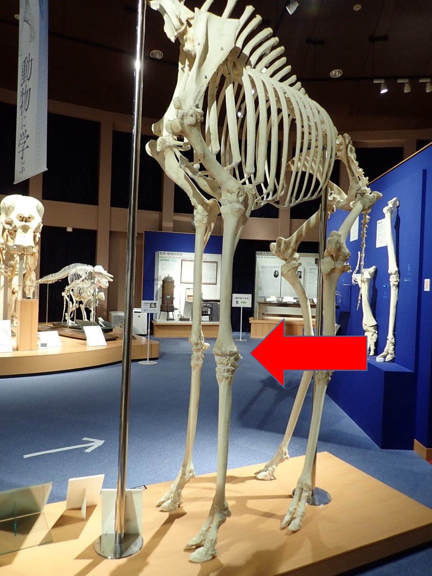 公式 麻布大学 いのちの博物館 答えは 手首 です 手首の下の長い部分は人間でいうと手のひらです 更にその下の2本に分かれている部分は 指になります キリンの指は2本 ちなみに ウシの指も2本 ウマの指は1本です 複雑な動きが可能な