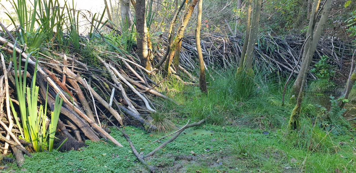 markmulligan's tweet photo. Some highlights of @kclgeography #kclfield trip to Yorkshire (BSc). #NaturalFloodManagement #Beavers with @ForestryEngland, #EnvironmentalMonitoring with #Sensors in York, #Mining and #Geomorphology at @northyorkmoors and more. Great students, perfect weather, lots of fun. https://t.co/jKiEJXxEkD