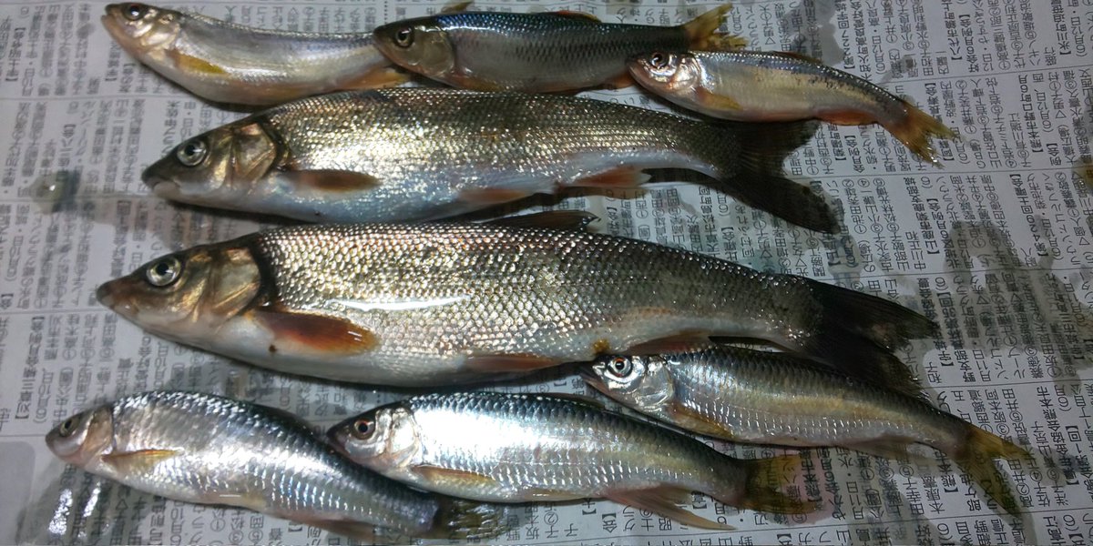 みんなの オイカワ おいしい 口コミ 評判 食べたいランチ 夜ごはんがきっと見つかる ナウティスイーツ