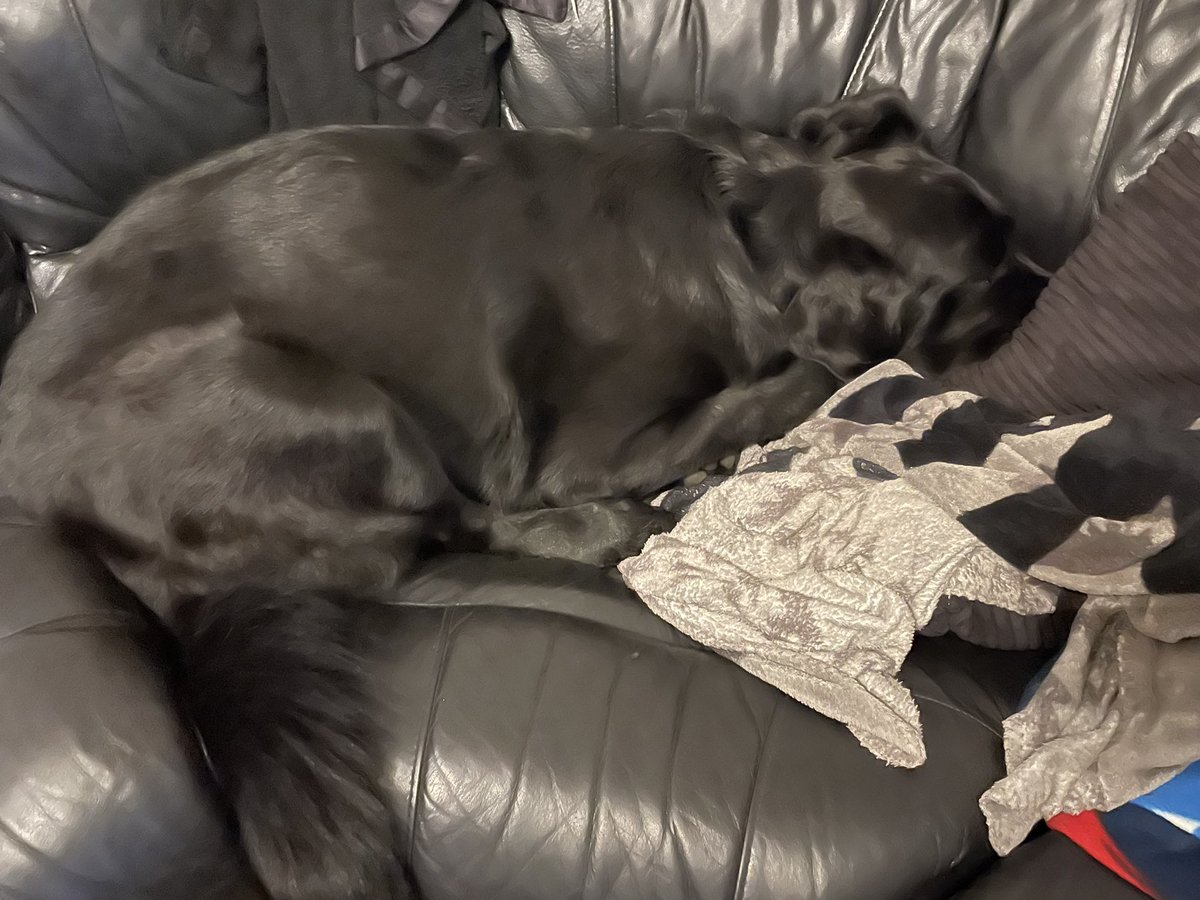 superjd76's tweet photo. @cupofcarliejo Here’s my massive dog hiding from fireworks! 🥲 https://t.co/L9mt8kihtl