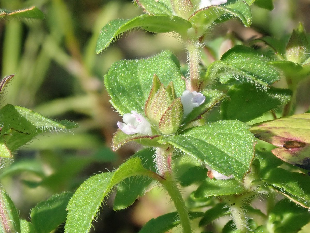 植物多様性センター 神代植物公園 ヤマジソの近くでは 赤い葉がよく目立つ シソ の花も見ごろです シソには食用の栽培品種がたくさんあります 緑葉の種は大葉 アオジソ がおなじみですね よく見ると毛だらけ 茎の毛は下向きなのに 葉柄の毛は