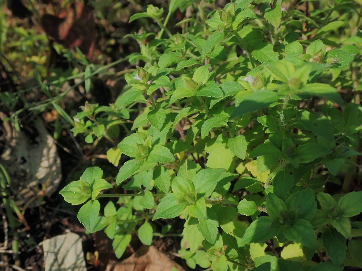 植物多様性センター 神代植物公園 ヤマジソの近くでは 赤い葉がよく目立つ シソ の花も見ごろです シソには食用の栽培品種がたくさんあります 緑葉の種は大葉 アオジソ がおなじみですね よく見ると毛だらけ 茎の毛は下向きなのに 葉柄の毛は