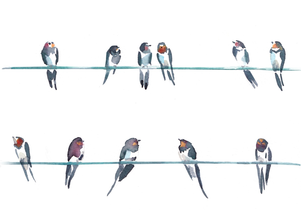 At this time of year, look out for swallows lining up on the telephone wires as if queuing up for their epic migration. It's feeding time before they journey 200 miles a day back to Southern Africa for winter! #EveryDayNature

Buy <a href="/NT_andybeer/">Andy Beer</a>'s book: ow.ly/6KGT50GarXj