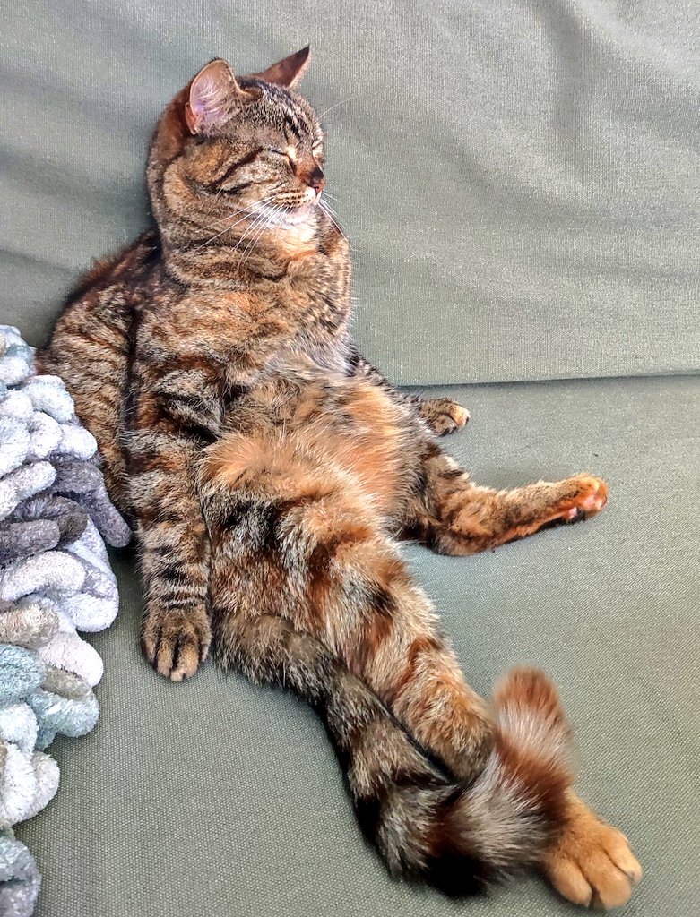 it's wonderfully relaxing when you know that #zilliqa hasn't even started yet

#crypto #CatPicture #btc