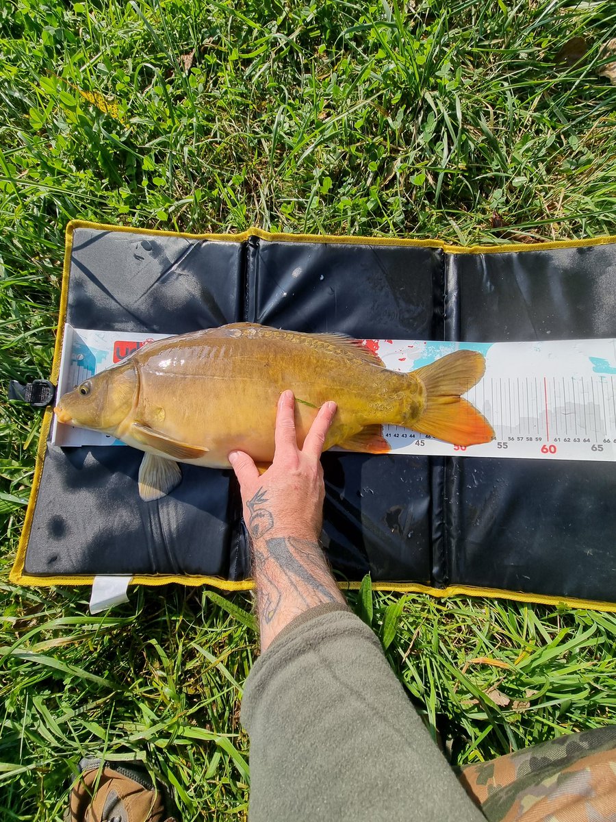 AngelnEntspannt's tweet photo. Neuer Angelplatz und gleich so ein schöner #Karpfen beim Methodfeedern am #Fluss eingestiegen. Den Drill könnt ihr in einem meiner nächsten Videos sehen.
#entspanntangeln #fischen #fishing https://t.co/ti3Za21bso