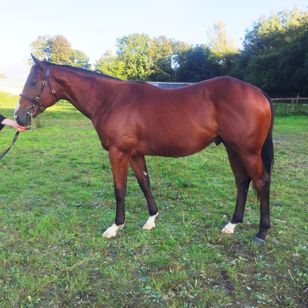 PhilippaProctor's tweet photo. Getting some afternoon showing practice in before the @Goffs1866 Sportsman. This @IrishNatStud Dragon Pulse lot 812 should be on everyone's list 🧐 #Foxland https://t.co/IRkniNUsNa