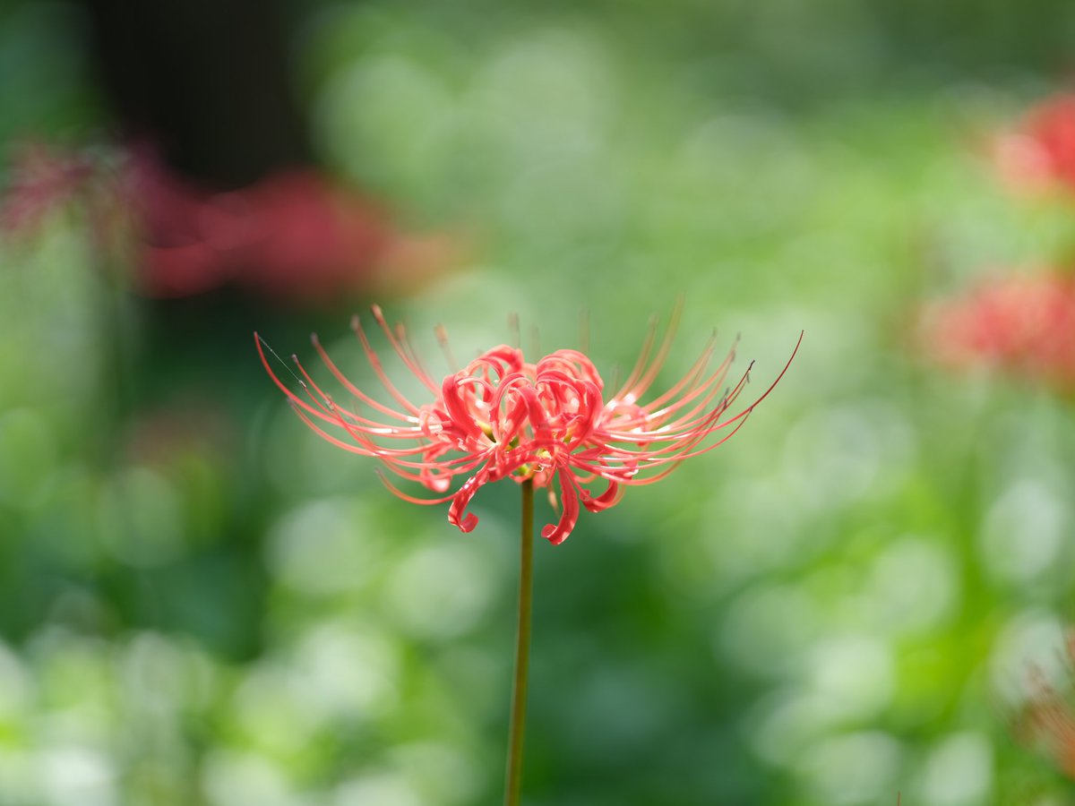 createphoto2020's tweet photo. 頑張って重いレンズどもを背負っても、結局このレンズしか使ってない…😅😅😅

#GFX100S #GF110F2 #撮って出し 
#彼岸花 https://t.co/O4s5Yd796r