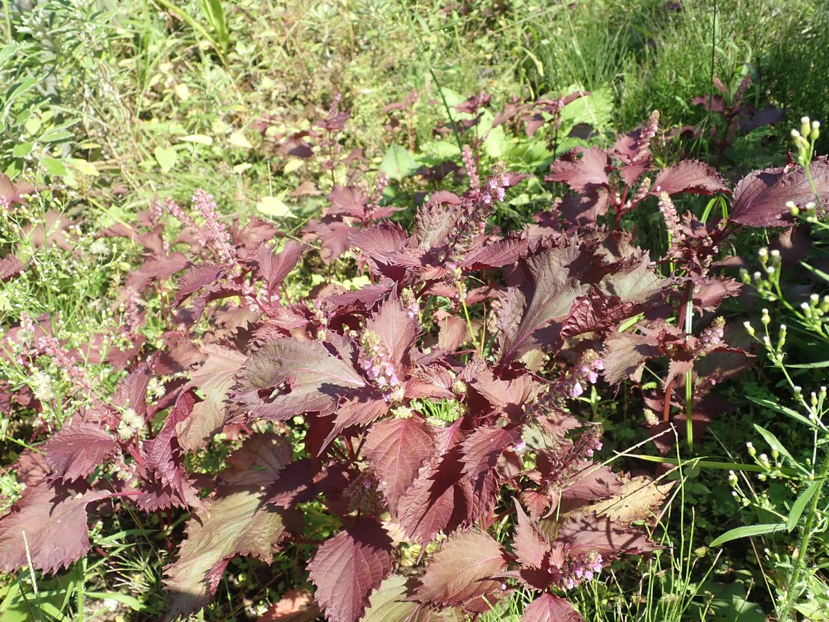 植物多様性センター 神代植物公園 ヤマジソの近くでは 赤い葉がよく目立つ シソ の花も見ごろです シソには食用の栽培品種がたくさんあります 緑葉の種は大葉 アオジソ がおなじみですね よく見ると毛だらけ 茎の毛は下向きなのに 葉柄の毛は