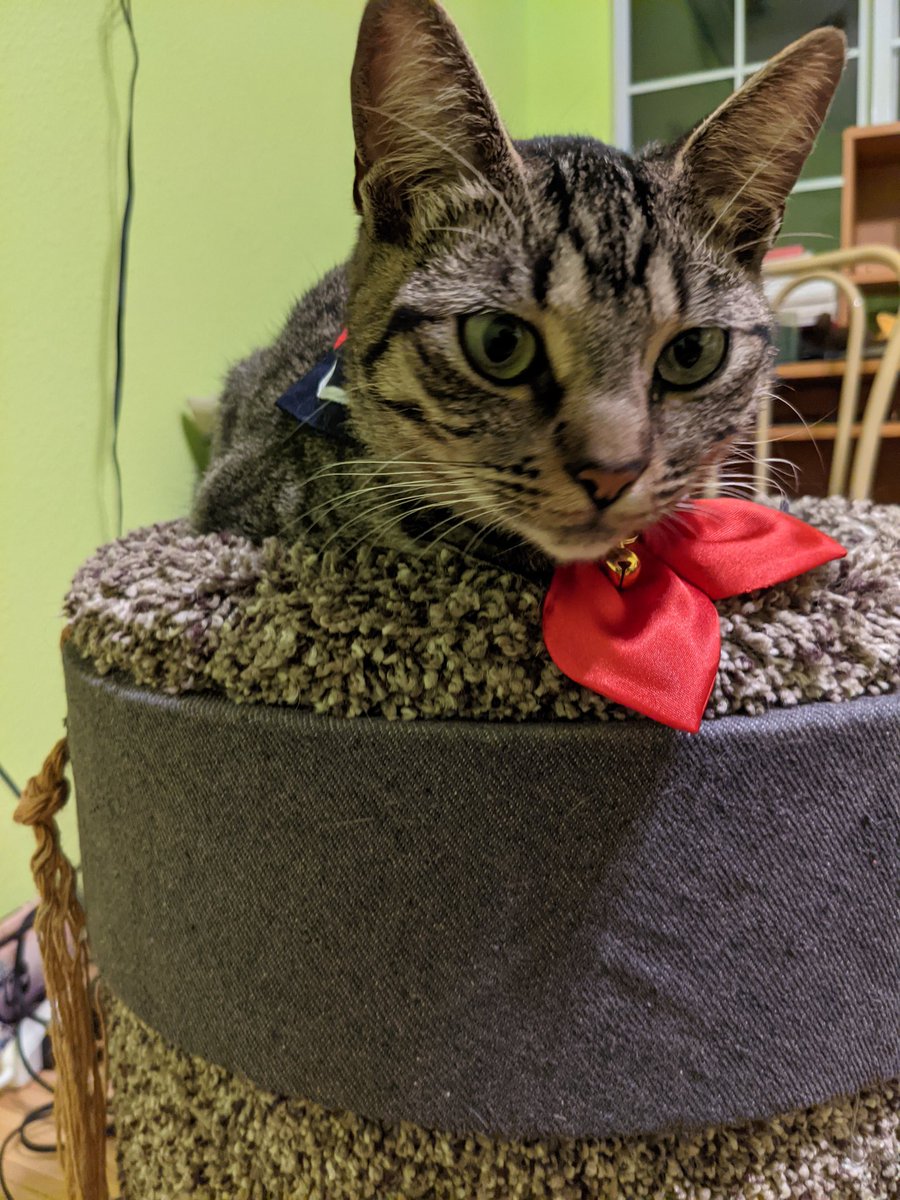 Got a new phone!! The camera on my old one was busted. Excited to post content again! Here's Jeane and her beautiful new collar from  <a href="/atelier_mam/">アトリエMam｜猫の首輪屋｜</a> in Japan! 😄 They sell tons of cute cat accessories!!