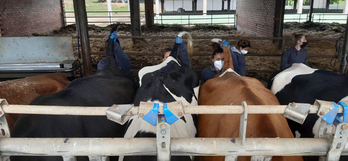 Treiem sang de les vaques, amb les i els alumnes de la @escolajoviat . Nous projectes, noves il·lusions! Sempre endavant! <a href="/GrupAgroFresc/">Agrofresc</a>