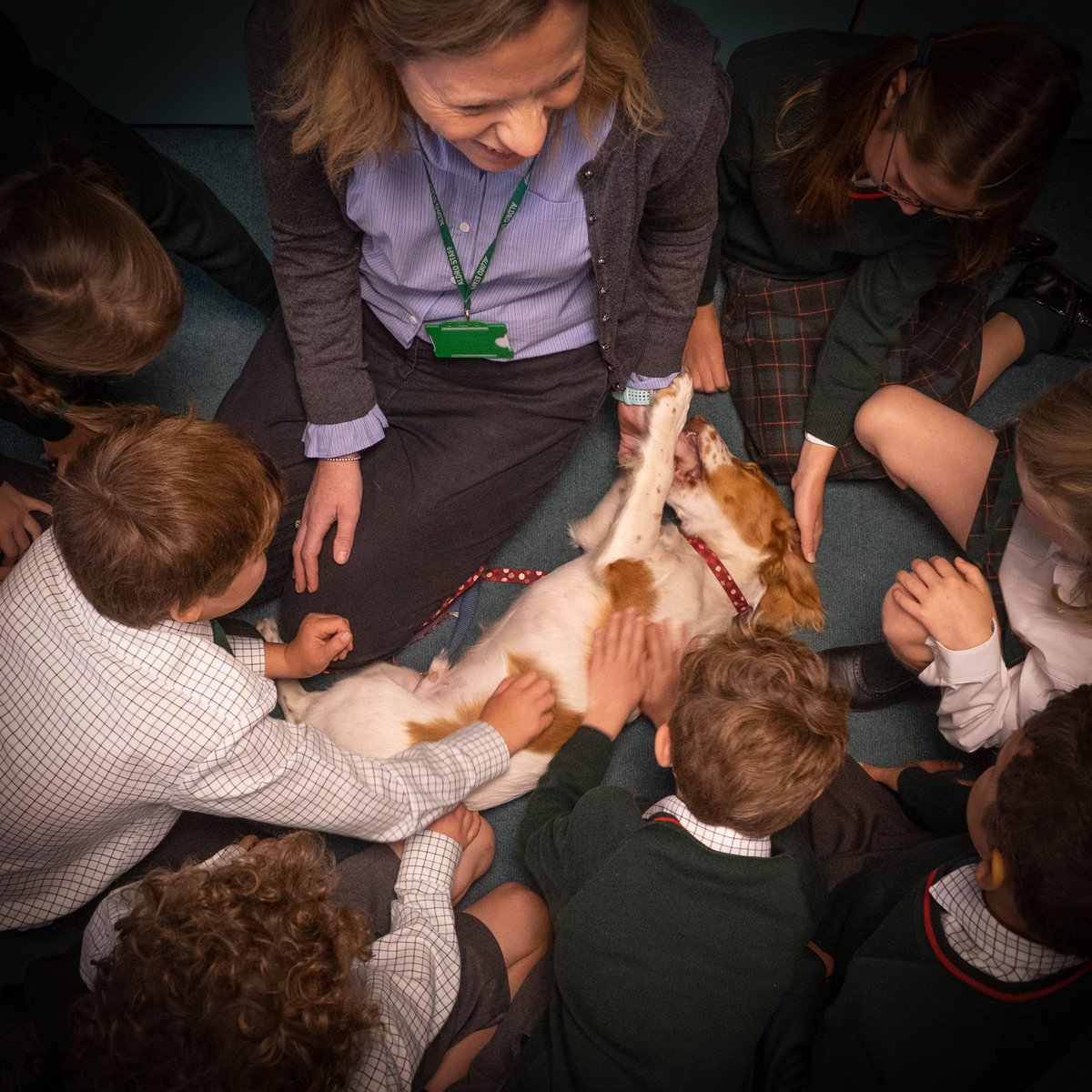AldroSchool's tweet photo. Admissions Registrar, Mrs Morris introduces her new cocker spaniel puppy to Form Three. Reading to dogs often helps break down reading barriers for children. Perhaps Benji will enjoy a story from the boys and girls of form three? #freedometoflourish #dogsofaldro #aldrofamily https://t.co/TJHafymeZe