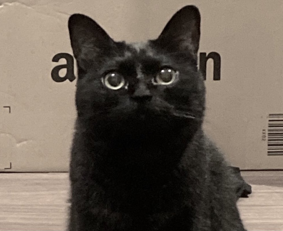 黒猫くくと三毛むぎ (@nez_9090) / Posts / X