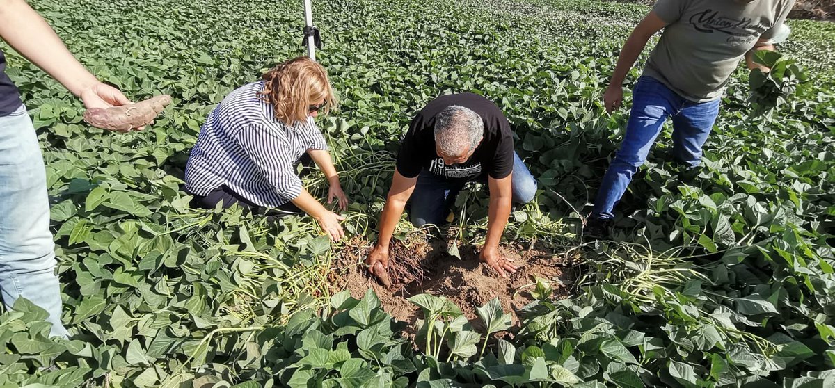 YataganTarim's tweet photo. İlçemiz de 10 Dekar alanda kurulu #morpatates bahçelerinde hasat için ürün gelişimi ve verimi İl,İlçe Müdürlüğü personelleri tarafından kontrol edildi Üreticilerimize gerekli bilgiler verildi.
@aysedidembiber @barissaylak @bekirpakdemirli @muglatarim
#birliktebaşaracağızmuğla https://t.co/fGRntWb4Hd