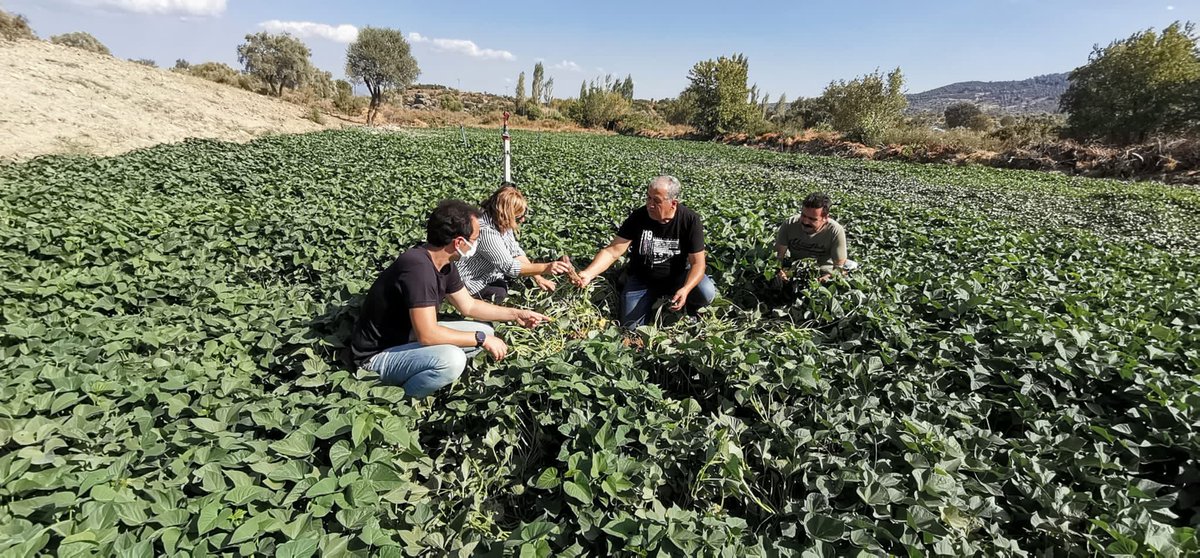 YataganTarim's tweet photo. İlçemiz de 10 Dekar alanda kurulu #morpatates bahçelerinde hasat için ürün gelişimi ve verimi İl,İlçe Müdürlüğü personelleri tarafından kontrol edildi Üreticilerimize gerekli bilgiler verildi.
@aysedidembiber @barissaylak @bekirpakdemirli @muglatarim
#birliktebaşaracağızmuğla https://t.co/fGRntWb4Hd
