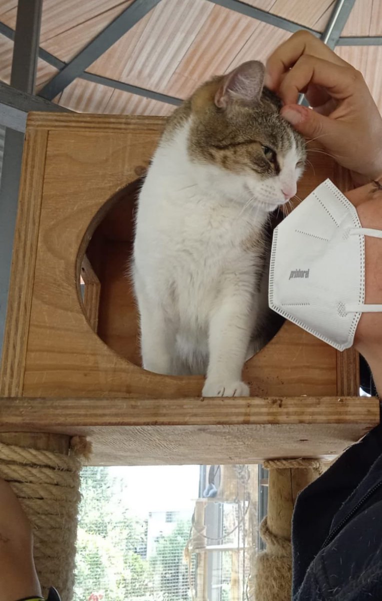 madridfelina's tweet photo. Gatita tiene 5 años, está esterilizada, se encuentra en la perrera de la Fortuna, en Madrid. VAMOS A AYUDARLE A ENCONTRAR FAMILIA tfno 665 1777 06. https://t.co/yVpvzh6JNZ