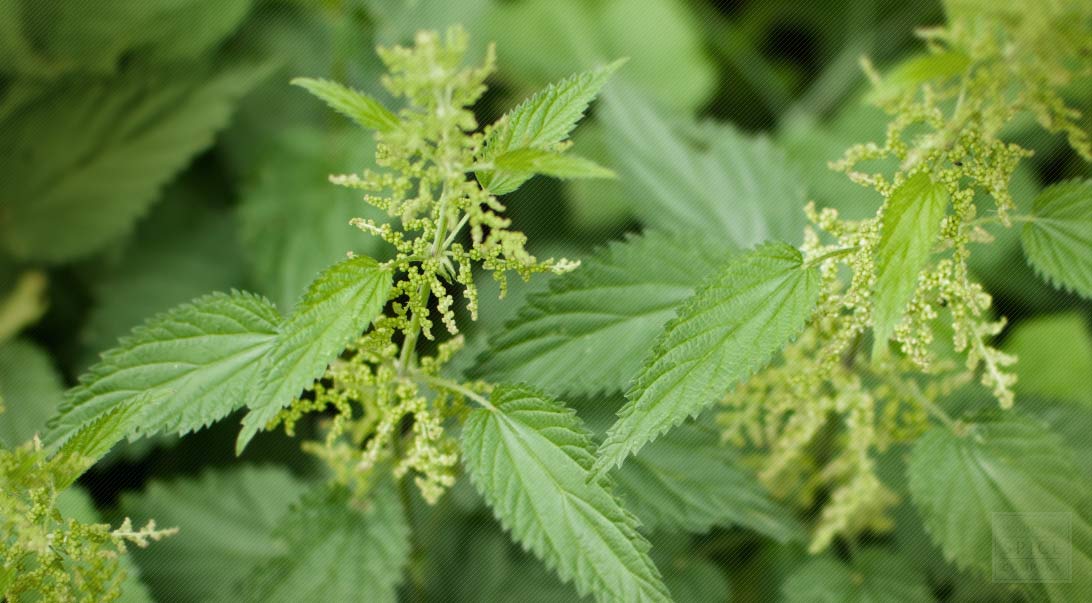 NwekeChideraEm2's tweet photo. INFERTILITY. According to research combination of nettle leaf, banyan leaf, moringa leaf was found to be a cure for Infertility. Cock the few leaves mentioned and accommodate them in a glass, take a glass of the herbs three times daily for two weeks.#herbs #herbal #medicinalberbs https://t.co/zvwef2kmEY