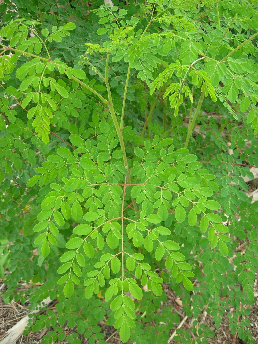 NwekeChideraEm2's tweet photo. INFERTILITY. According to research combination of nettle leaf, banyan leaf, moringa leaf was found to be a cure for Infertility. Cock the few leaves mentioned and accommodate them in a glass, take a glass of the herbs three times daily for two weeks.#herbs #herbal #medicinalberbs https://t.co/zvwef2kmEY