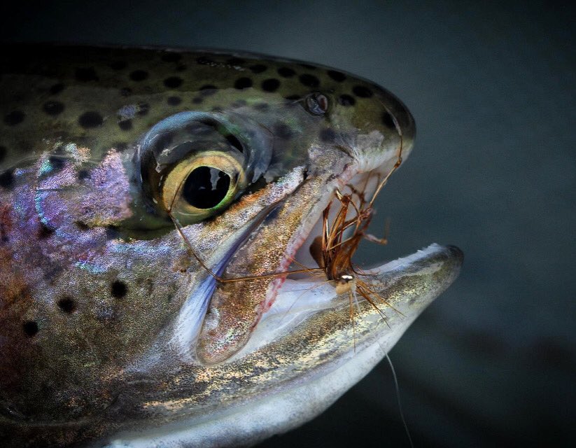 Daddy long legs are on the water, abs the fish are responding