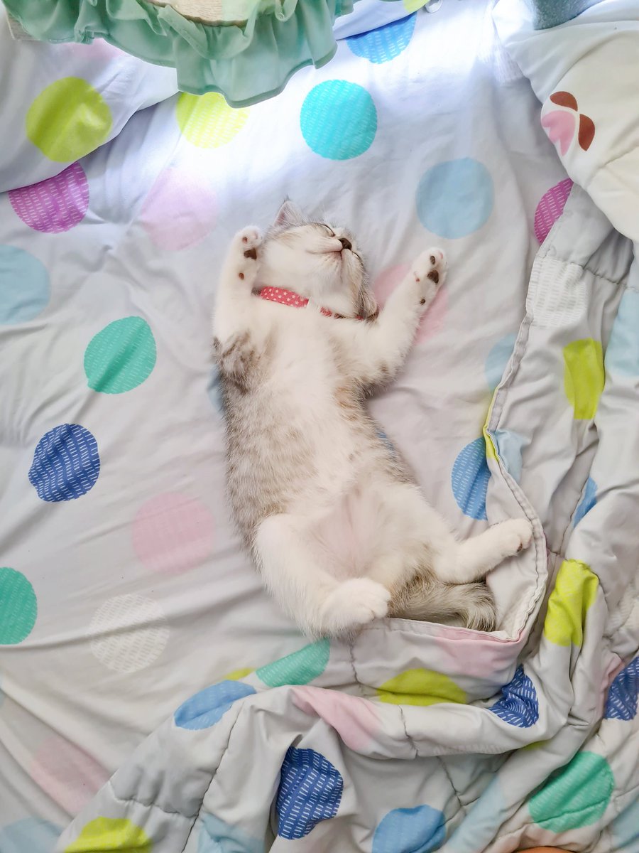 smaisiam's tweet photo. ต้นเดือนสิงหา น้อนพัมยังตัวเท่านี้อยู่เลย 🥺🤏🏻💖 ความน่ารักมันเพิ่มขึ้นตามเวลาสิน้า https://t.co/vQnc6zJY7R