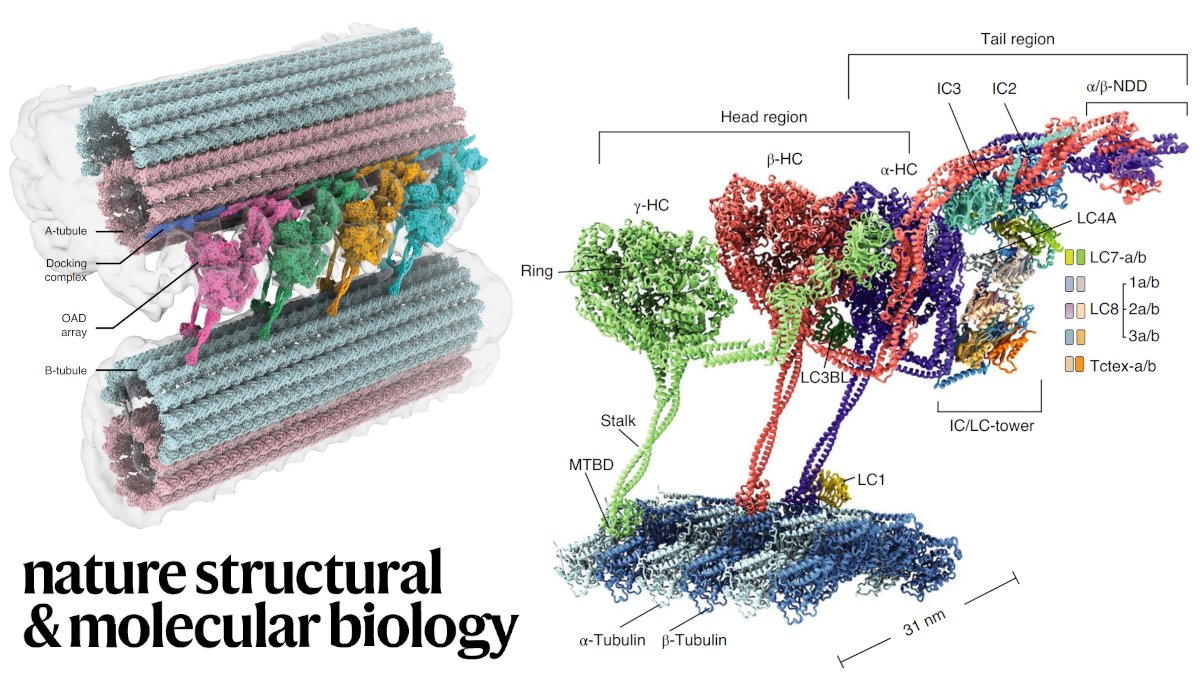NatureSMB's tweet image. @zhang_lab @qinhuirao @Yale report impressive #cryoEM structures of the HUGE outer arm #dynein (OAD) assembly on the axoneme that drives rhythmic ciliary beating. nature.com/articles/s4159…